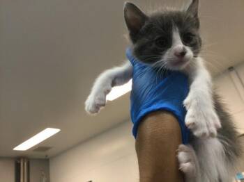 A1935338 -  Domestic Short Hair Cat for Adoption in Thousand Palms, California - A1935338 | PetCurious