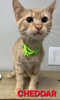 Cheddar NS -  Domestic Short Hair Cat for Adoption in Rome, Georgia - Cheddar NS | PetCurious