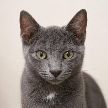 Russian Blue and Domestic Short Hair Cats Available for Adoption in Hillsboro, Texas - Fergus — A Little White Patch, A Lot To Love | PetCurious