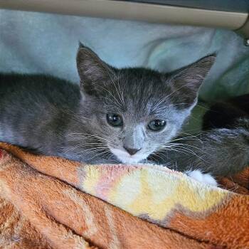 Misty -  Domestic Short Hair Cat for Adoption in Clarksville, Arkansas - Misty | PetCurious