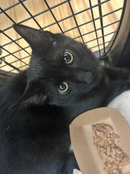 Brando -  Domestic Short Hair Cat for Adoption in Raleigh, North Carolina - Brando | PetCurious