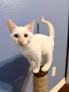 Lumi -  Tabby Cat for Adoption in San Antonio, Texas - Lumi | PetCurious