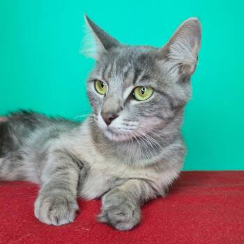 Trinity -  Domestic Short Hair Cat for Adoption in San Antonio, Texas - Trinity | PetCurious