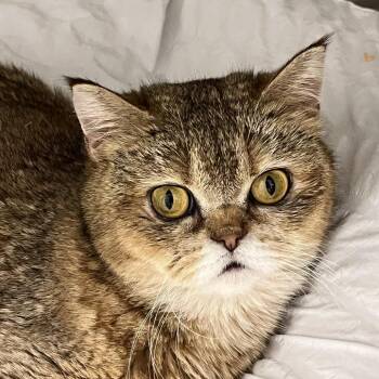 Lewis #142 -  Scottish Fold Cat for Adoption in Calverton, New York - Lewis #142 | PetCurious