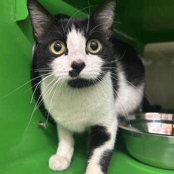 MAGIC -  Domestic Short Hair Cat for Adoption in Richmond, California - MAGIC | PetCurious
