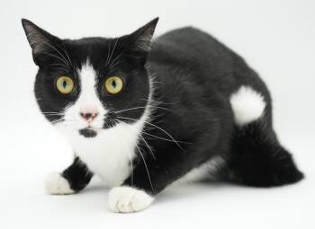 Tuxedo Cats Available for Adoption in Bedford Hills, New York - Charlie And Nala - BONDED THERAPY Love Bugs!  WOW - Video Too! | PetCurious