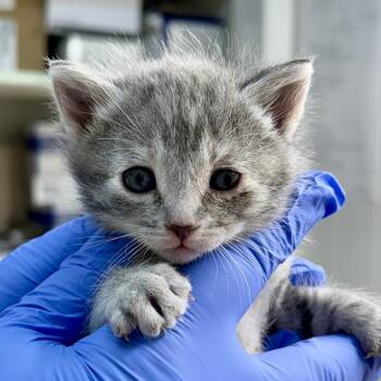 Sirocco -  Domestic Short Hair Cat for Adoption in Redwood Valley, California - Sirocco | PetCurious