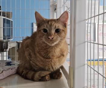 Filmo -  Domestic Medium Hair Cat for Adoption in Claremont, New Hampshire - Filmo | PetCurious