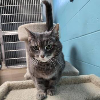 Charlie -  Domestic Short Hair Cat for Adoption in Chilton, Wisconsin - Charlie | PetCurious
