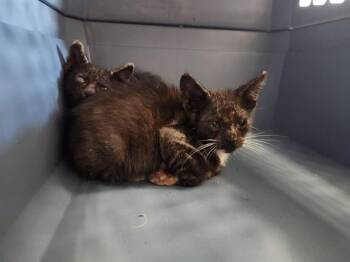 MOONPIE -  Domestic Short Hair Cat for Adoption in Ocala, Florida - MOONPIE | PetCurious