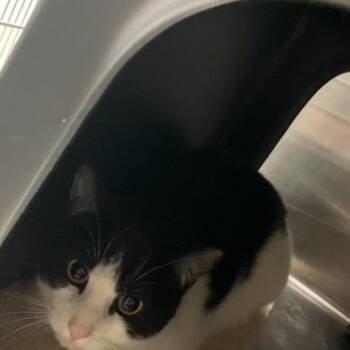 Domestic Short Hair Cats Available for Adoption in Morganton, North Carolina - Oatmeal Raisin | PetCurious