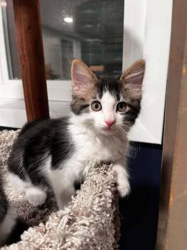 Whiskers -  Domestic Medium Hair Cat for Adoption in Grand Rapids, Michigan - Whiskers | PetCurious
