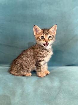Domestic Short Hair Cats Available for Adoption in Houston, Texas - Eli | PetCurious