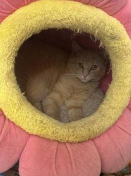 Domestic Short Hair Cats Available for Adoption in Wilkesboro, North Carolina - Sriracha | PetCurious