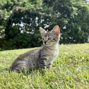 Rescue Domestic Short Hair Cats for Adoption - FURR-Stray-137_2_3_4 | PetCurious