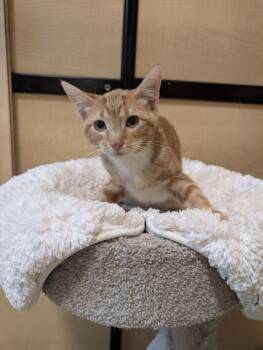 Domestic Short Hair Cats Available for Adoption - Frederick | PetCurious