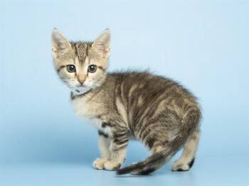 Domestic Short Hair Cats Available for Adoption in Phoenix, Arizona - NISEKO | PetCurious