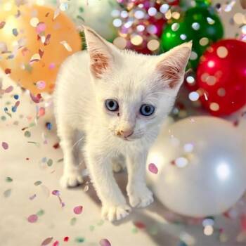 Fierro -  Domestic Short Hair Cat for Adoption in Mobile, Alabama - Fierro | PetCurious