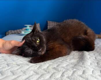 Rescue Domestic Short Hair Cats for Adoption in Leetonia, Ohio - Scarlett | PetCurious