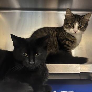 Microwave -  Domestic Medium Hair Cat for Adoption in Providence, Rhode Island - Microwave | PetCurious
