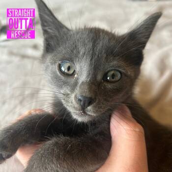 Travis -  Domestic Short Hair Cat for Adoption in Vancouver, British Columbia - Travis | PetCurious