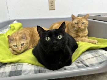 Snuggles, Cuddles, & Reid -  Domestic Short Hair Cat for Adoption in Mcdonald, Pennsylvania - Snuggles, Cuddles, & Reid | PetCurious