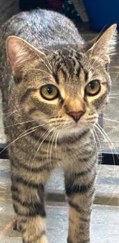 Rescue Domestic Short Hair Cats for Adoption in Effingham, Illinois - Pepper | PetCurious