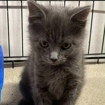 Domestic Short Hair Cats Available for Adoption - Miss Heather | PetCurious