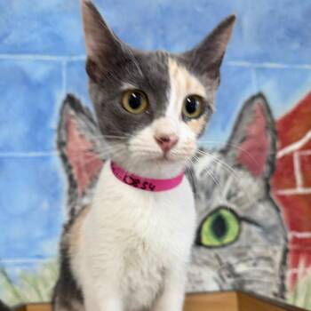 Rose -  Domestic Short Hair Cat for Adoption in Laredo, Texas - Rose | PetCurious