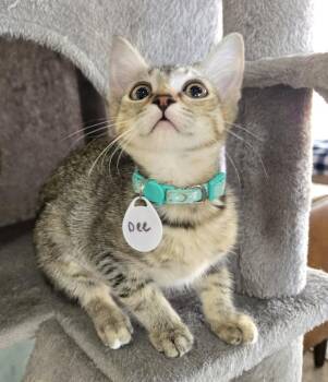 Dee -  Domestic Short Hair Cat for Adoption in Tucson, Arizona - Dee | PetCurious