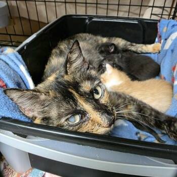 LuLu 7628 -  Domestic Short Hair Cat for Adoption in Hamilton, Georgia - LuLu 7628 | PetCurious