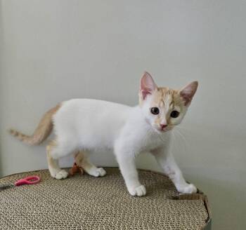 Yuzu -  Domestic Short Hair Cat for Adoption in Buford, Georgia - Yuzu | PetCurious