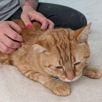 Arancino -  Domestic Short Hair Cat for Adoption in Wakefield, Massachusetts - Arancino | PetCurious