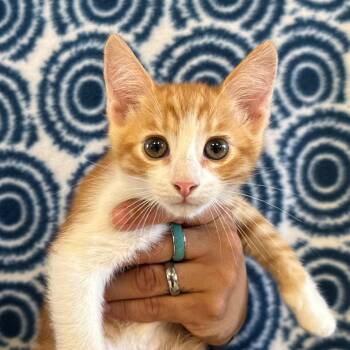 Waffle -  Domestic Short Hair Cat for Adoption in Goleta, California - Waffle | PetCurious