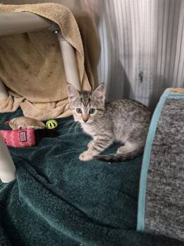FAITH -  Domestic Short Hair Cat for Adoption - FAITH | PetCurious
