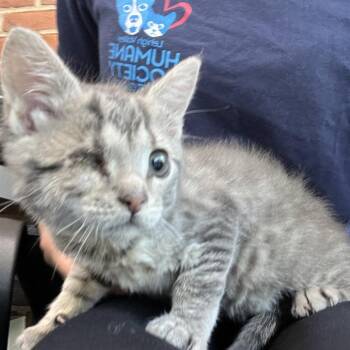 Waddle Doo -  Domestic Short Hair Cat for Adoption in Allentown, Pennsylvania - Waddle Doo | PetCurious