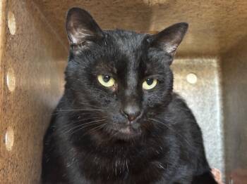 Domestic Short Hair Cats Available for Adoption in Powell, Ohio - Julius Whiskers | PetCurious