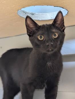 Gotham -  Domestic Short Hair Cat for Adoption in Waupun, Wisconsin - Gotham | PetCurious