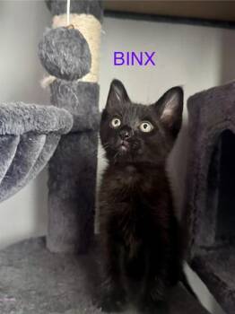BINX -  Domestic Short Hair Cat for Adoption in Fort Myers, Florida - BINX | PetCurious