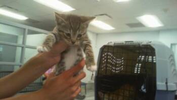 A1265918 -  Domestic Short Hair Cat for Adoption in Charlotte, North Carolina - A1265918 | PetCurious