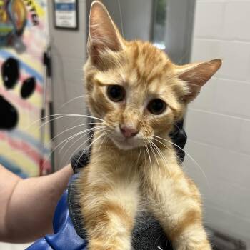 Guinness -  Domestic Short Hair Cat for Adoption in Lufkin, Texas - Guinness | PetCurious