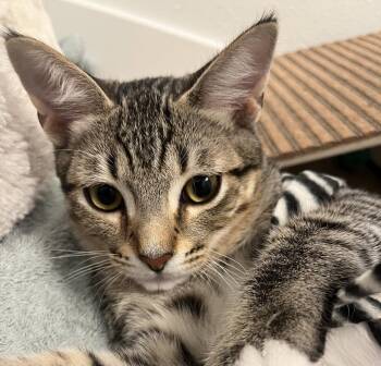 Gala (Bonded with Honeycrisp) -  Domestic Short Hair Cat for Adoption in Oakland, California - Gala (Bonded With Honeycrisp) | PetCurious