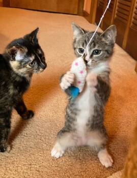 Rescue Domestic Short Hair Cats for Adoption in Louisa, Virginia - Sparky | PetCurious