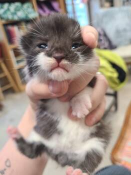 Domestic Short Hair Cats Available for Adoption in Portland, Indiana - Peter Parker | PetCurious