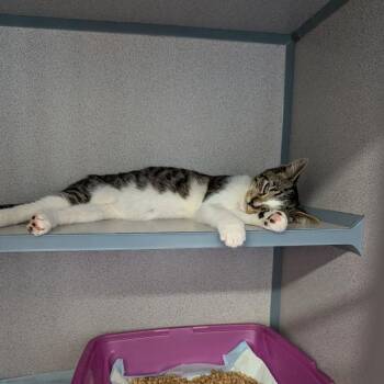 George Washington- Blue -  Domestic Short Hair Cat for Adoption in Greenville, Pennsylvania - George Washington- Blue | PetCurious