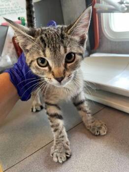 Domestic Short Hair Cats Available for Adoption in Sevierville, Tennessee - Gabby | PetCurious