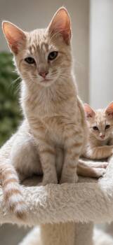 Freedom -  Domestic Short Hair Cat for Adoption in Milton, Georgia - Freedom | PetCurious