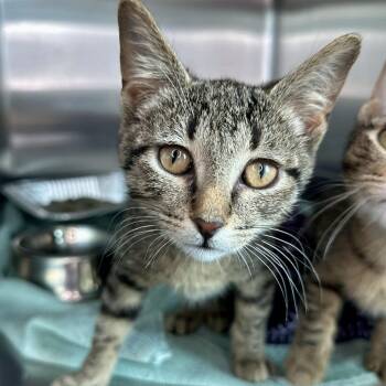 Irresistible -  Domestic Short Hair Cat for Adoption in Matteson, Illinois - Irresistible | PetCurious