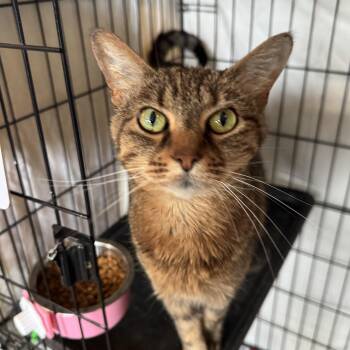Rescue Domestic Short Hair Cats for Adoption in Mokena, Illinois - Rainie | PetCurious