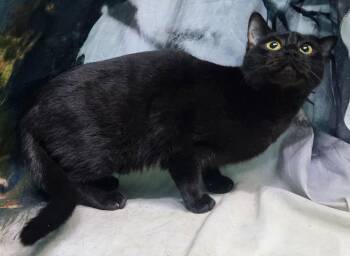 Domestic Short Hair Cats Available for Adoption - 251446  Jolly | PetCurious